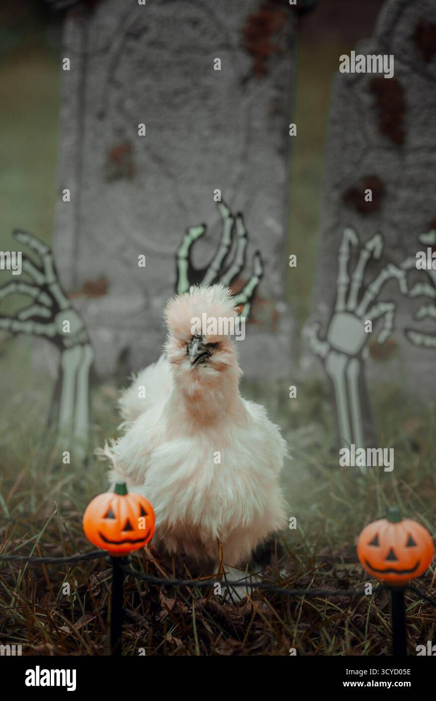 Spaventosa gallina di seta bianca in un ambiente di Halloween Foto Stock