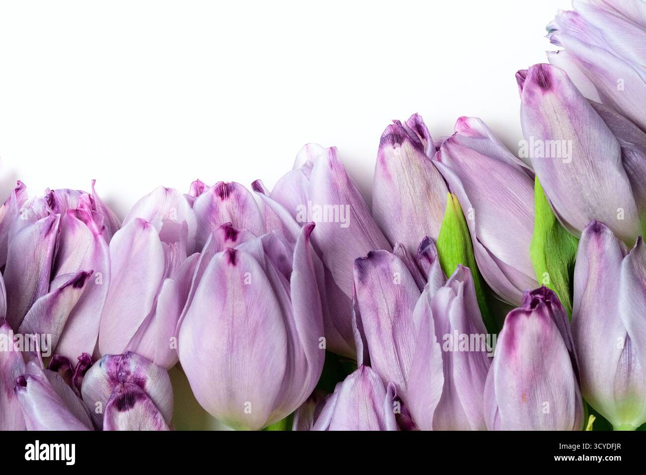 Splendidi tulipani viola in piena fioritura, disposti elegantemente su sfondo bianco puro. La cornice floreale aggiunge un tocco delicato. Perfetto per temi primaverili, sfondi e design ispirati alla natura. Foto Stock