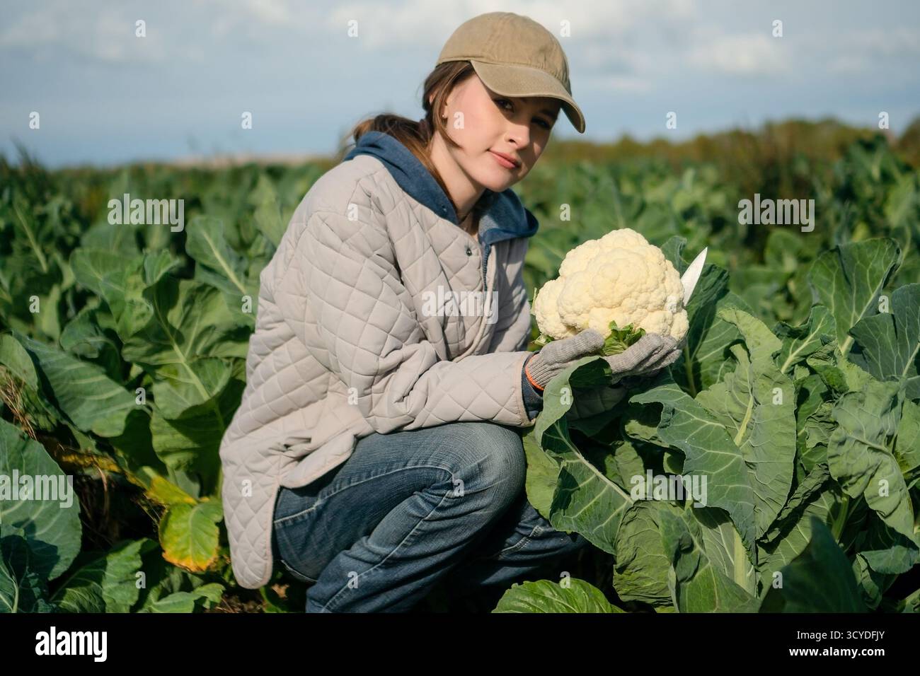 Mani di un agricoltore che detiene la testa di cavolfiore appena raccolta. Attività agricole stagionali, verdure biologiche, crescita naturale, alimenti ricchi di fibre, ag sostenibile Foto Stock