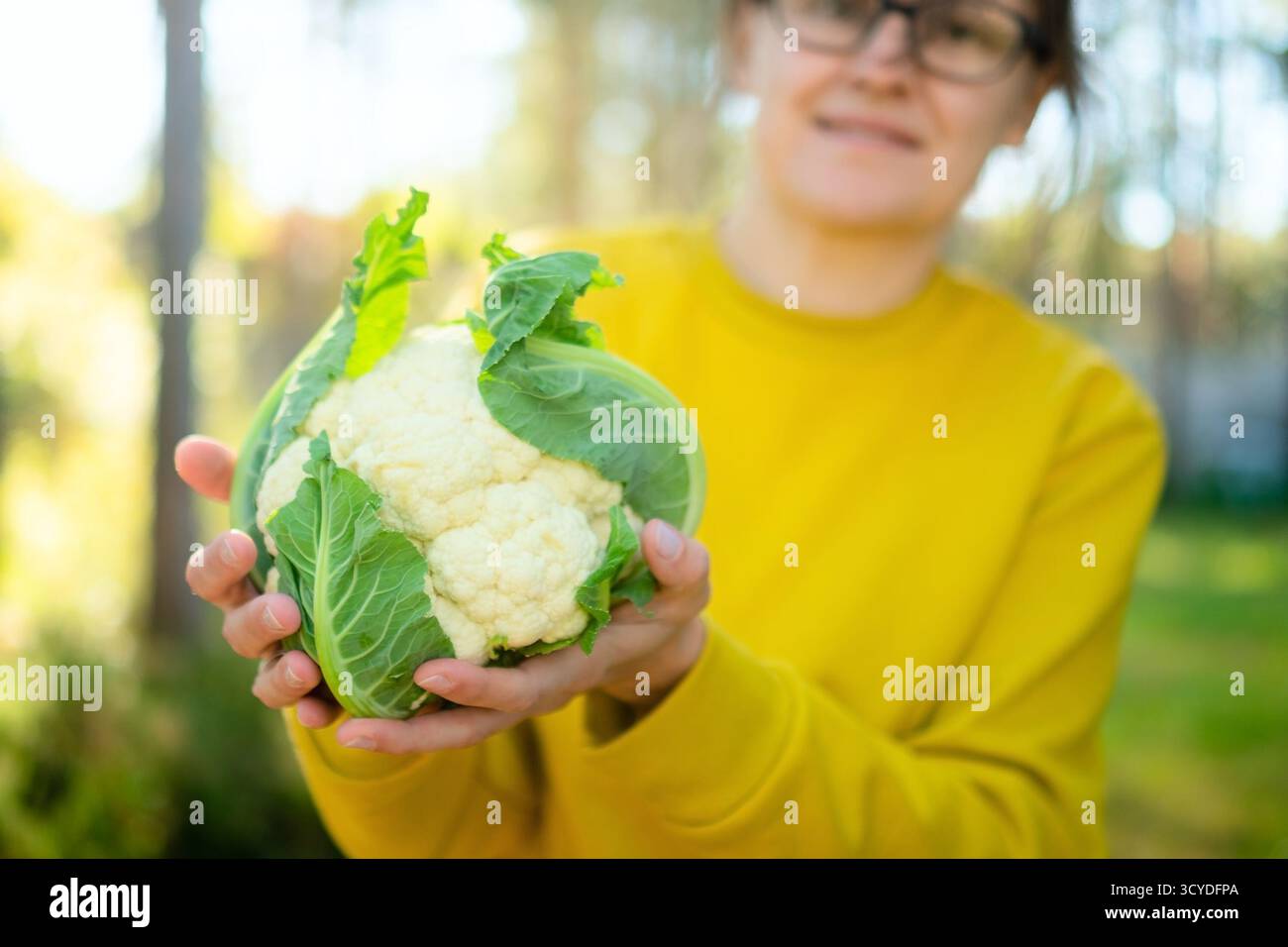 Mani di un agricoltore che detiene la testa di cavolfiore appena raccolta. Attività agricole stagionali, verdure biologiche, crescita naturale, alimenti ricchi di fibre, ag sostenibile Foto Stock