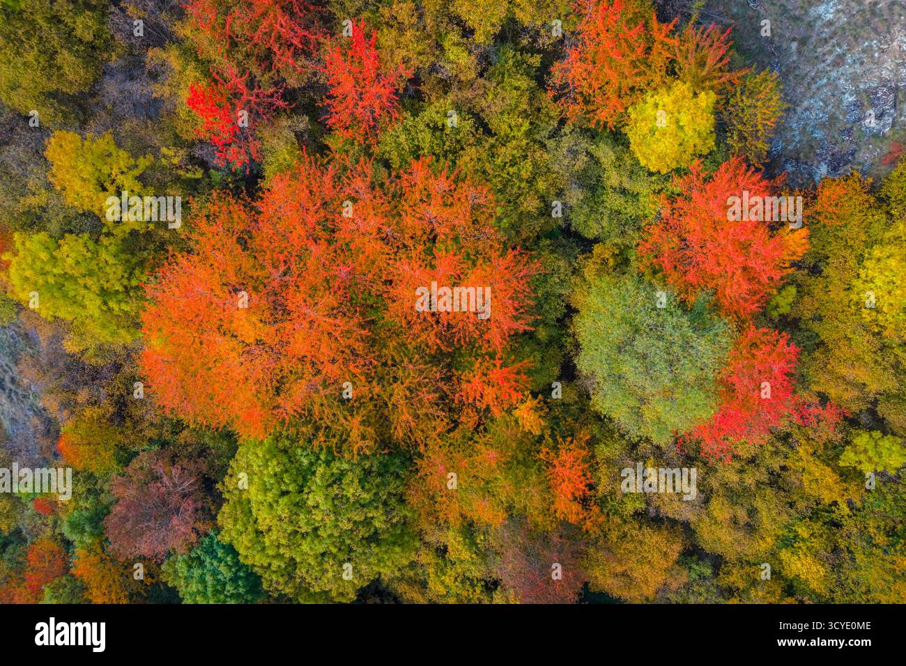 Vista aerea del fogliame degli alberi vicino al Castello dei Graines. comune di Brusson, Vallon de Frudiere, Val d'Ayas, Valle d'Aosta. Foto Stock