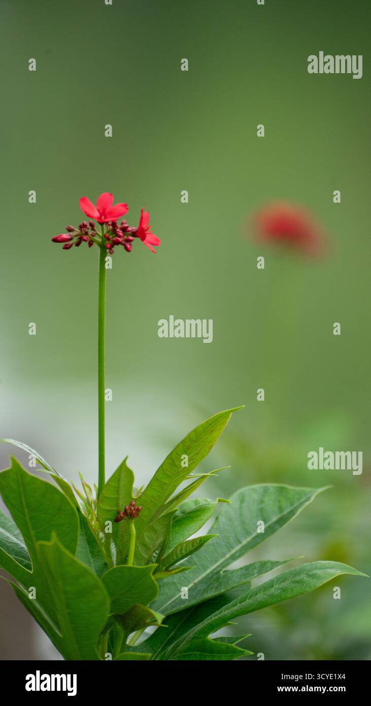 Fiore rosso su morbido sfondo verde Foto Stock