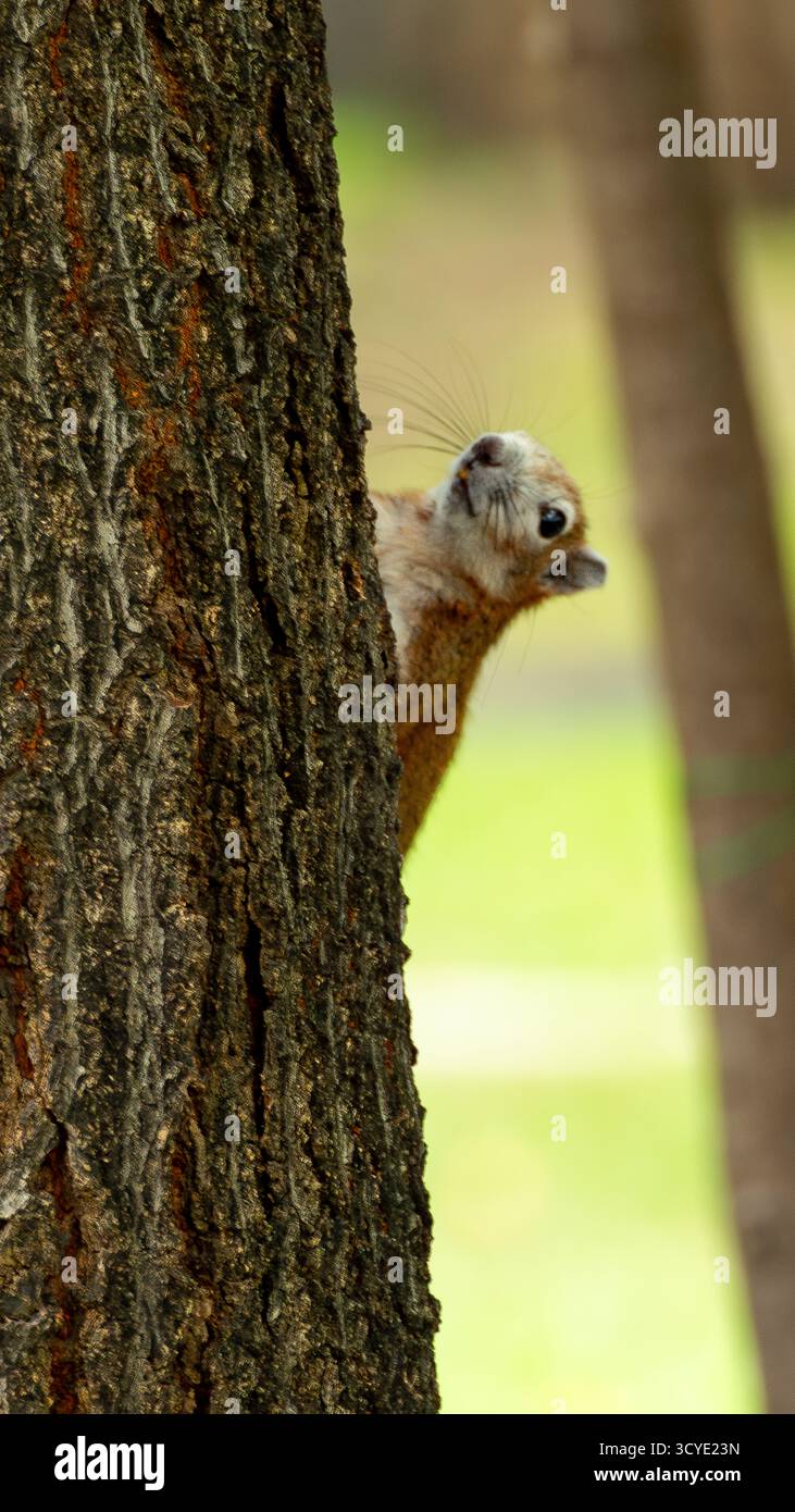 Scoiattolo che sbircia da dietro un albero Foto Stock