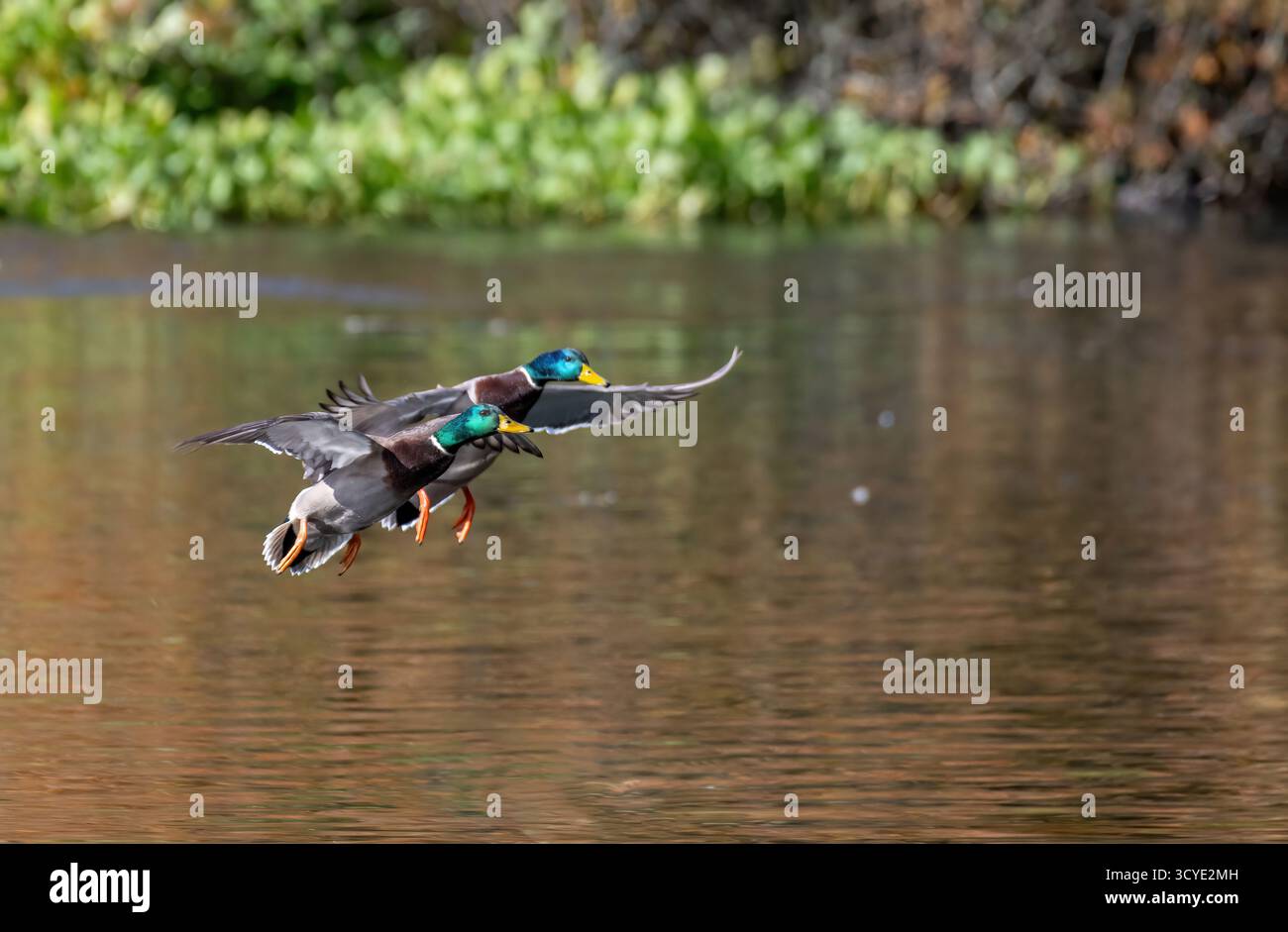 Mallard (Anas platyrhynchos), due maschi o prosciutti in volo, in procinto di atterrare in uno stagno boschivo Foto Stock