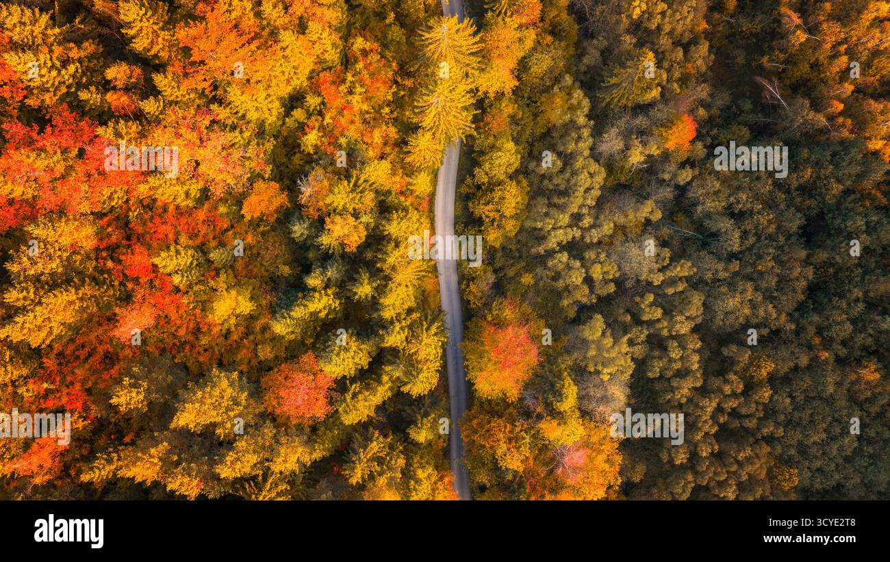 Vista della foresta con colorato fogliame autunnale e strada curvilinea, ideale per viaggi, sfondi naturali e design digitali Foto Stock