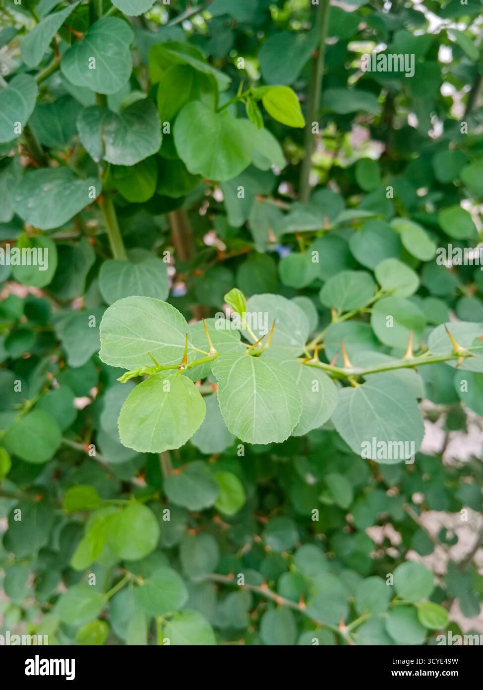 Primo piano sull'albero della giuggiola indiana con foglie verdi vibranti e una spina acuta, l'immagine evidenzia i dettagli intricati e le texture della pianta Foto Stock