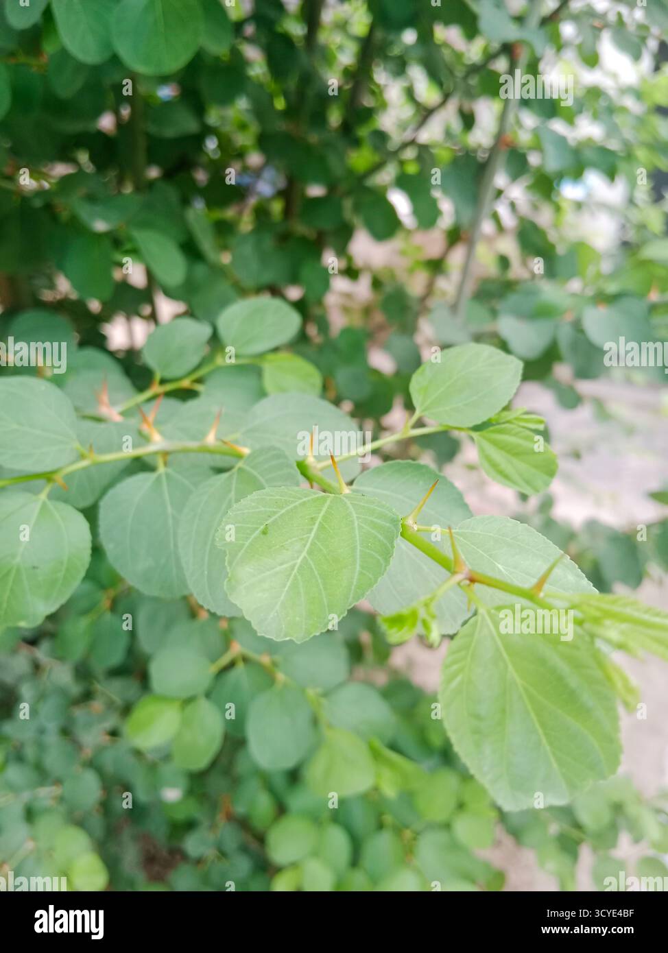 Primo piano dell'albero di Jujube indiano con foglie verdi vibranti e una spina affilata Foto Stock
