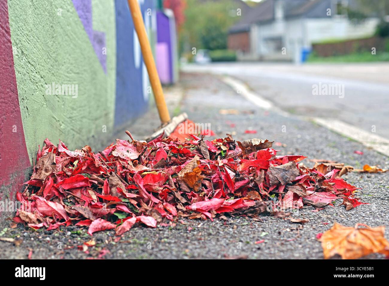 Kletterpflanzen zur Fassadenbegrünung die Selbstkletternde Jungfernrebe, auch wilder Wein genannt, wird vielfach zur Fassadenbegrünung und an Einfriedungen eingesetzt und muss nach dem Laubfall im Herbst aufgefegt werden. *** Piante di arrampicata per la facciata che inverte la vite da fanciulla autoscalante, nota anche come vite selvatica, è spesso utilizzata per l'inverdimento della facciata e sui recinti e deve essere spazzata verso l'alto dopo che le foglie cadono in autunno Foto Stock