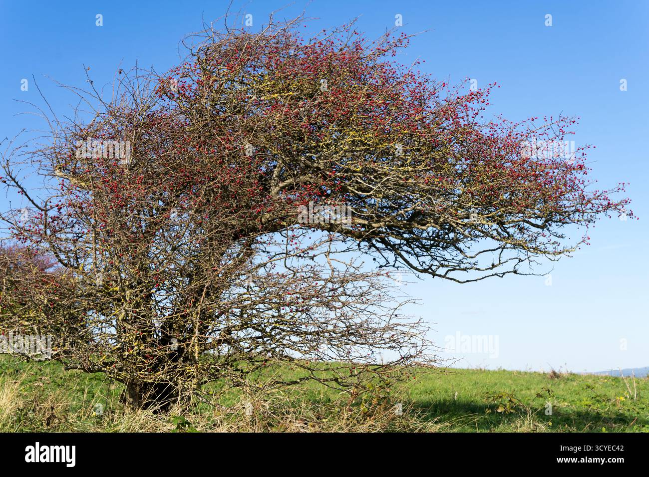 Un albero di biancospino di Midland (Crataegus laevigata) che mostra i suoi rami densi e ricoperti di spina, gemme rossastre e fenditure rosse che si affacciano sul vivace cielo blu del Regno Unito Foto Stock