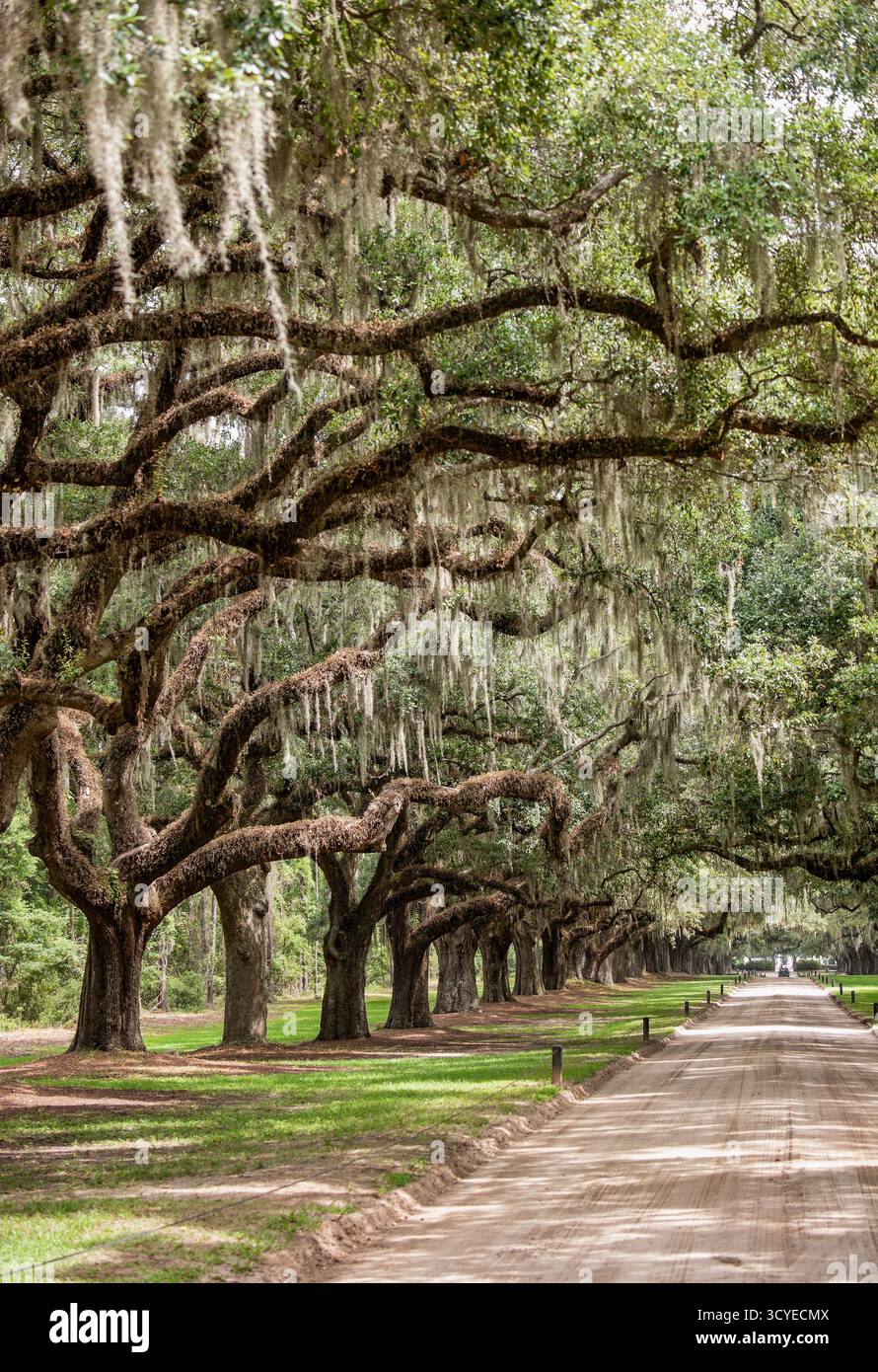 Avenue of the Oaks at Boone Hall Plantation è un quartiere storico situato a Mount Pleasant, South Carolina Foto Stock