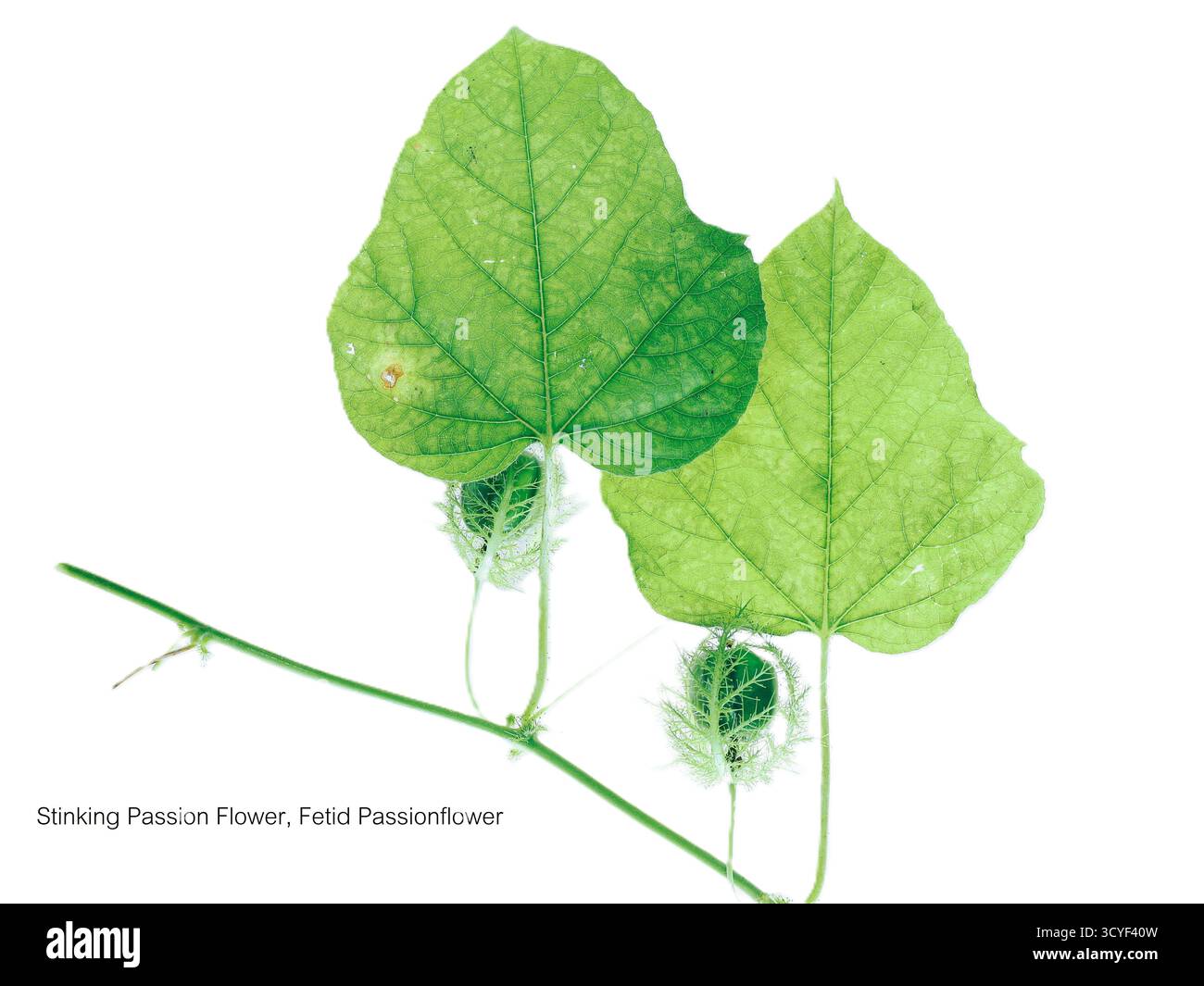 Il frutto della passione, scientificamente conosciuto come Passiflora foetida, è un vitigno rampicante con un odore sgradevole causato da foglie danneggiate. È originaria del sud Foto Stock