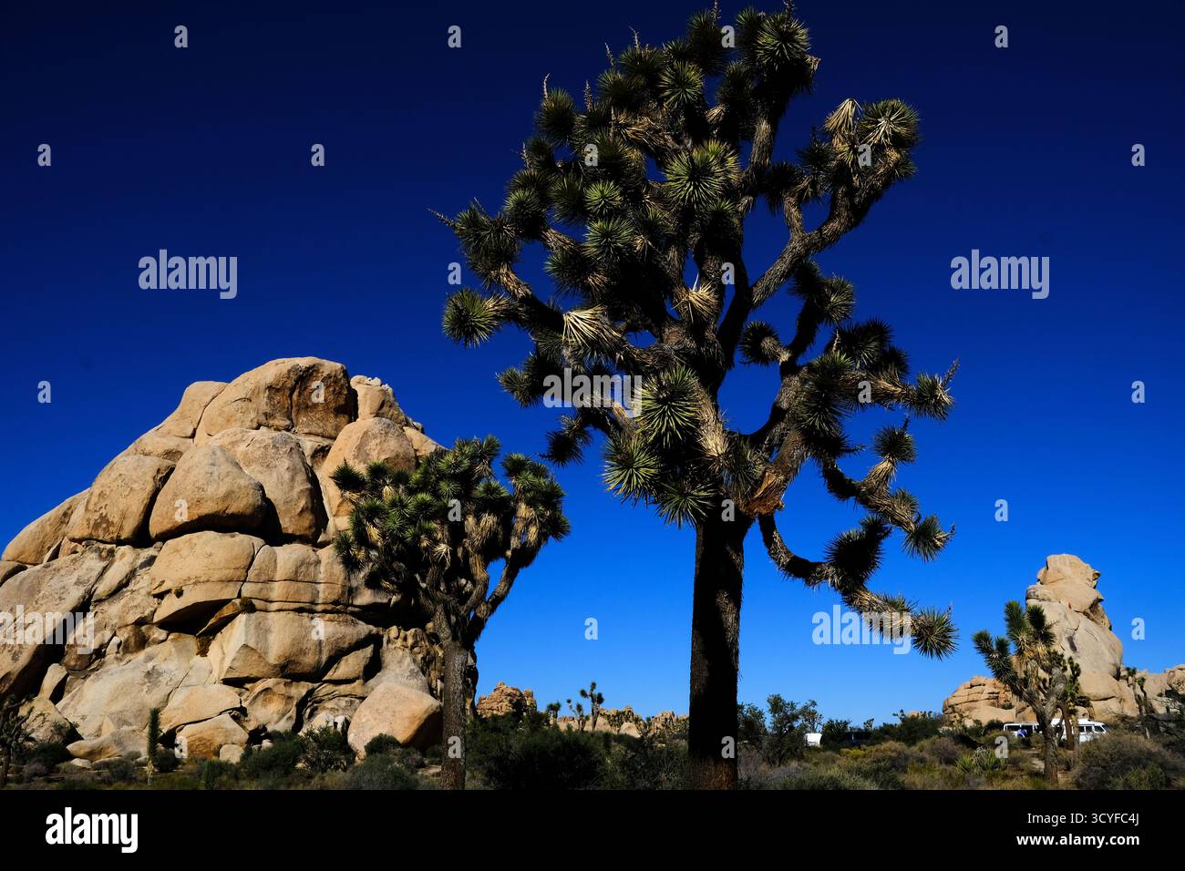 Joshua Tree, California, Stati Uniti. 18 ottobre 2025. Joshua Tree National Park durante la chiusura del governo federale degli Stati Uniti. I Rangers sono presenti nel parco ma non addebitano ai visitatori un biglietto d'ingresso. Due distinti ecosistemi desertici, il Mojave e il Colorado, si uniscono nel Southern California Park. Gli scalatori apprezzano le formazioni rocciose circondate da un paesaggio desertico pieno di alberi di Giosuè. (Credit Image: © Ruaridh Stewart/ZUMA Press Wire) SOLO PER USO EDITORIALE! Non per USO commerciale! Foto Stock