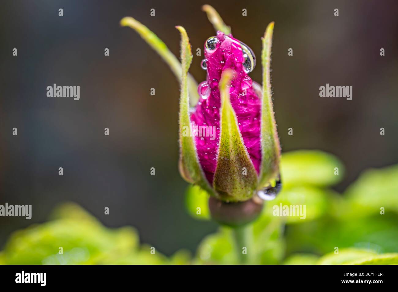 Rosa rosa bocciolo con gocce d'acqua e foglie verdi - Fotografia macro artistica, vista laterale con sfondo sfocato Foto Stock