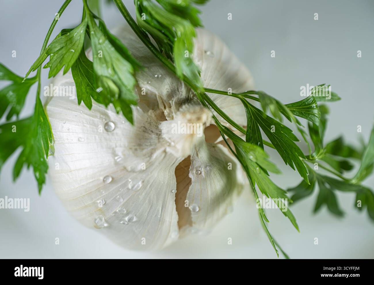 Grande testa rotonda all'aglio con prezzemolo su sfondo bianco - Vista dall'alto Fotografia di cibi sani Foto Stock