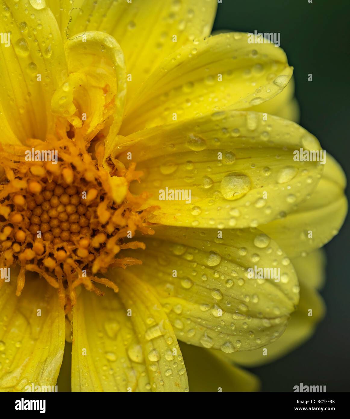 Fiore di peonia gialla con gocce d'acqua — Fotografia artistica macro con sfondo sfocato Foto Stock