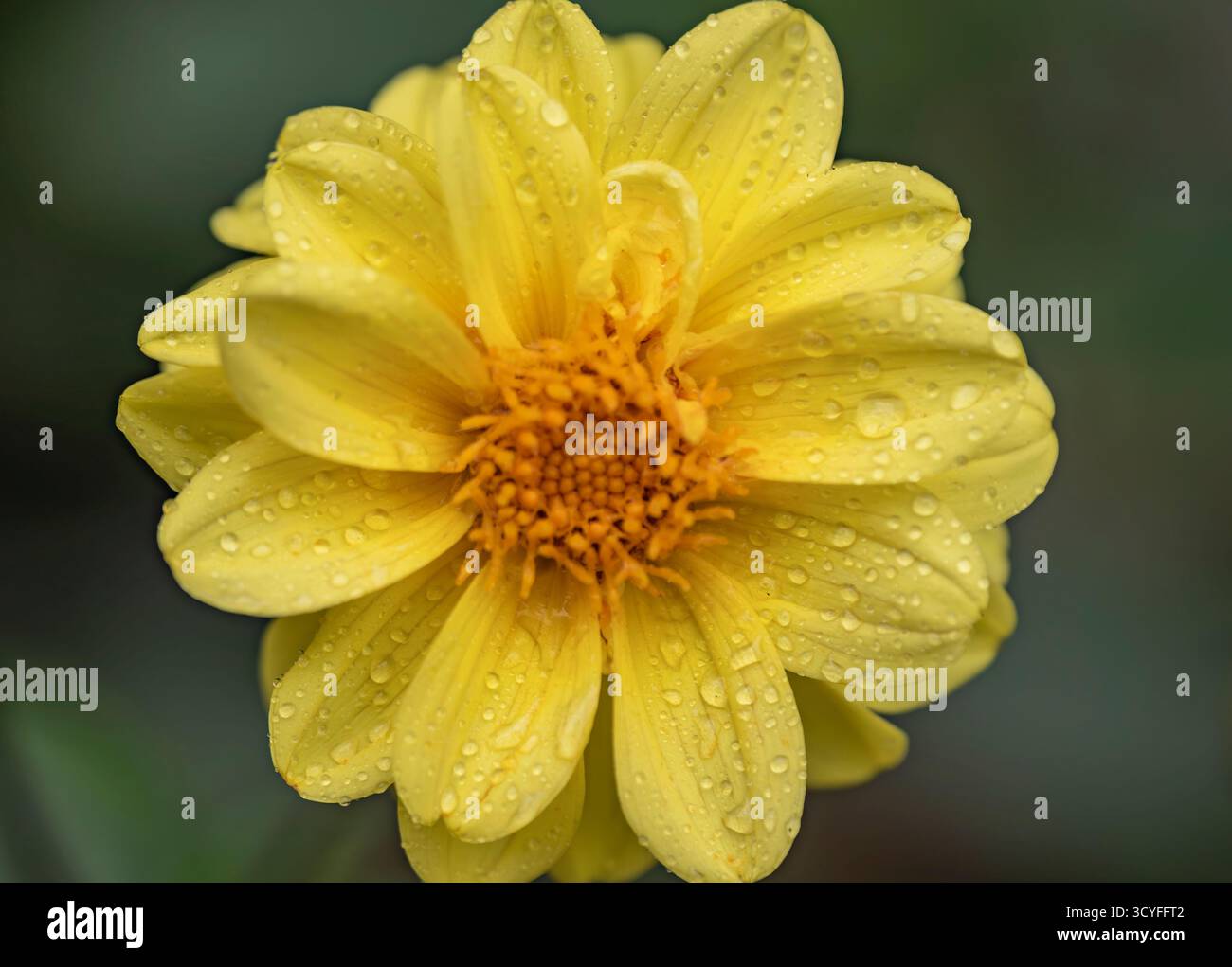 Fiore di peonia gialla con gocce d'acqua — Fotografia artistica macro con sfondo sfocato Foto Stock