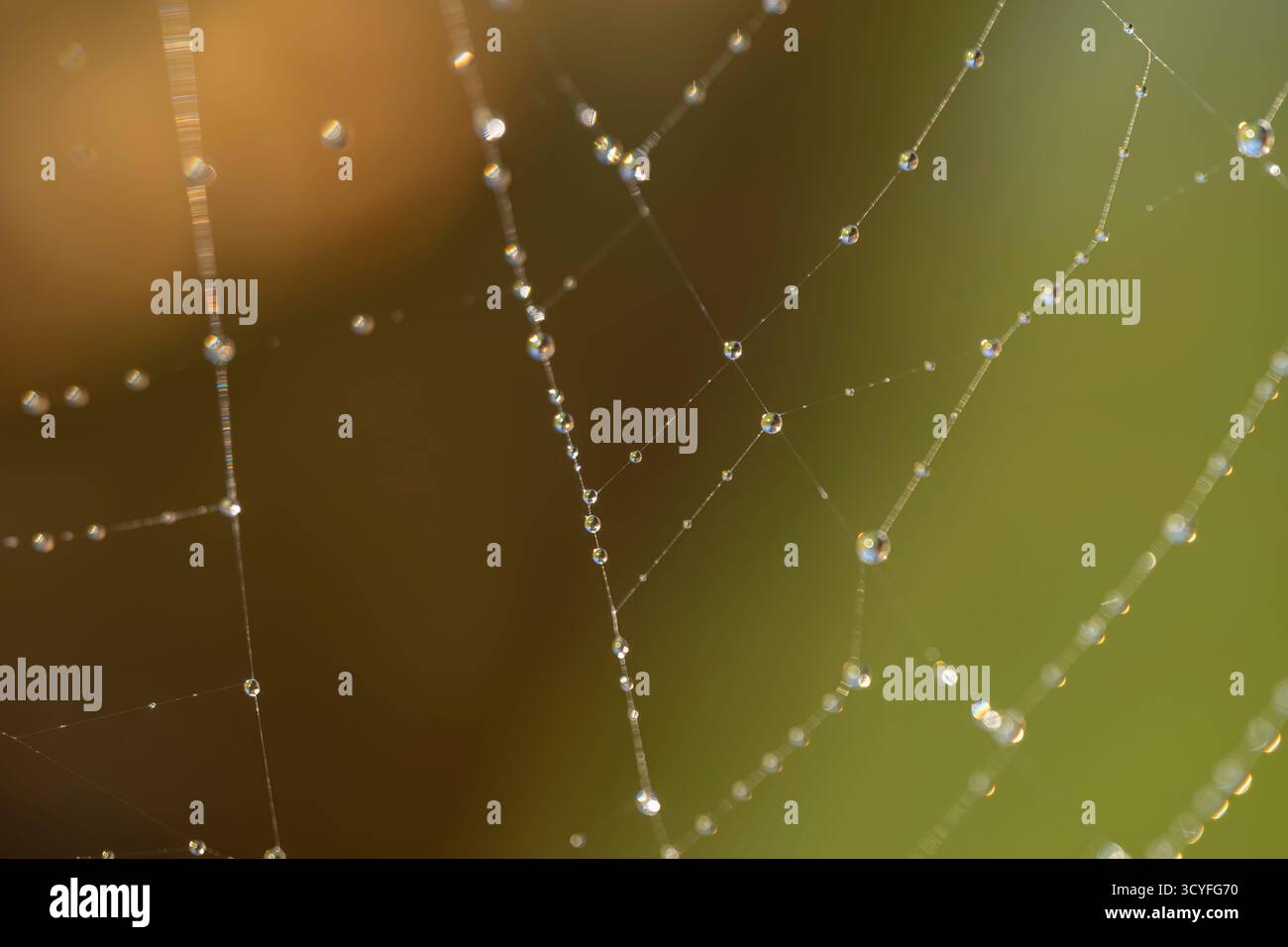 Spider Web con grandi gocce d'acqua - Macro Fotografia Artistica Vista laterale con sfondo sfocato Foto Stock