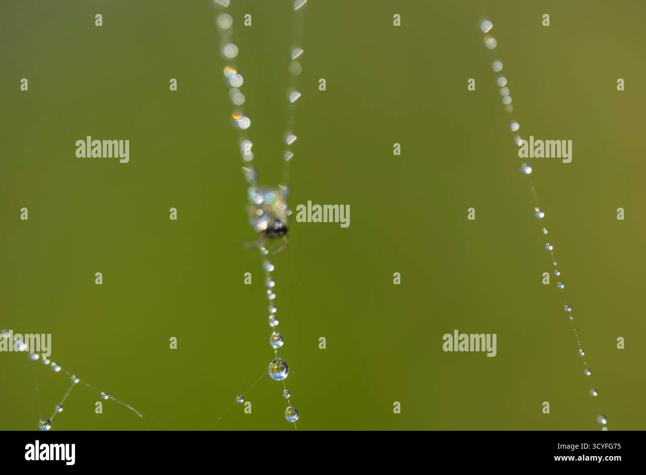 Spider Web con grandi gocce d'acqua - Macro Fotografia Artistica Vista laterale con sfondo sfocato Foto Stock