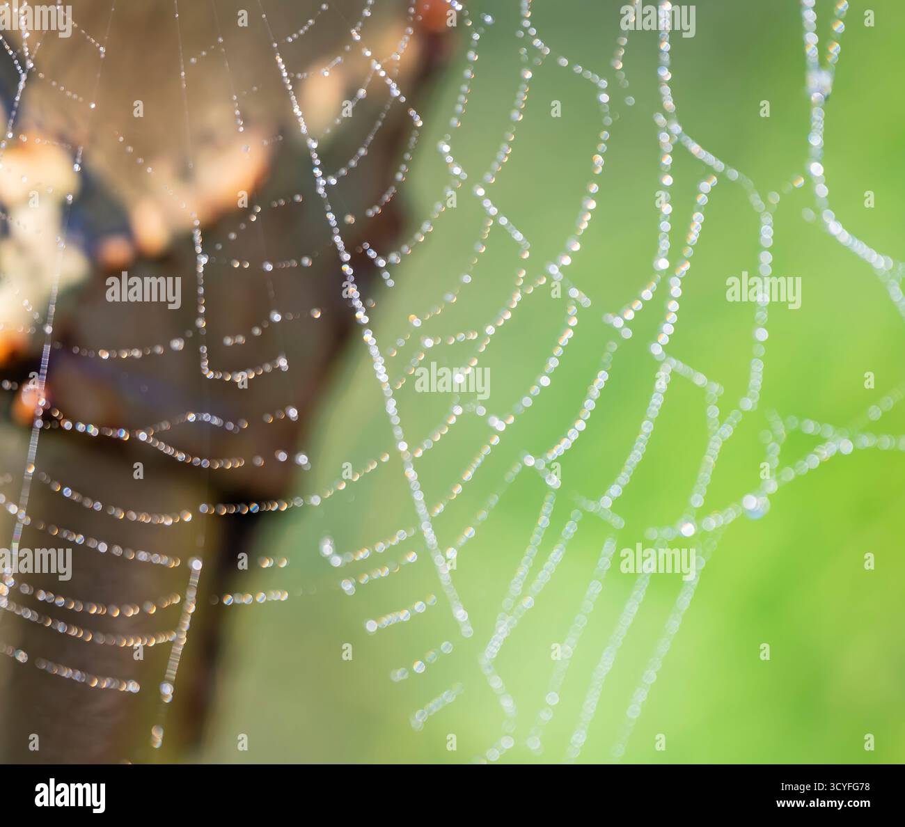 Spider Web con grandi gocce d'acqua - Macro Fotografia Artistica Vista laterale con sfondo sfocato Foto Stock
