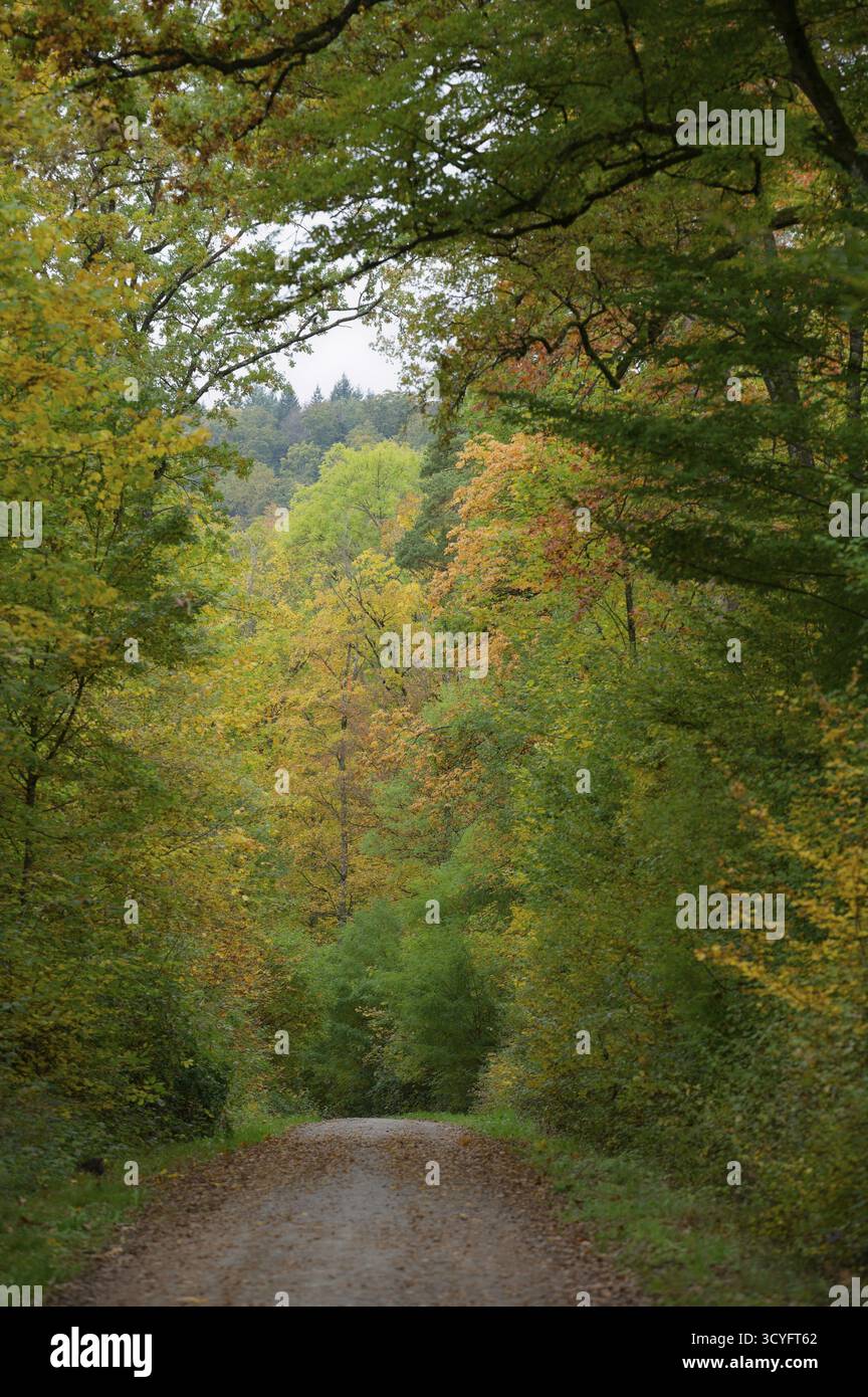 Ottobre d'oro nel parco naturale della foresta sveva-Franconica, Schwaebisch Hall, Hohenlohe, Baden-Wuerttemberg, Germania Foto Stock