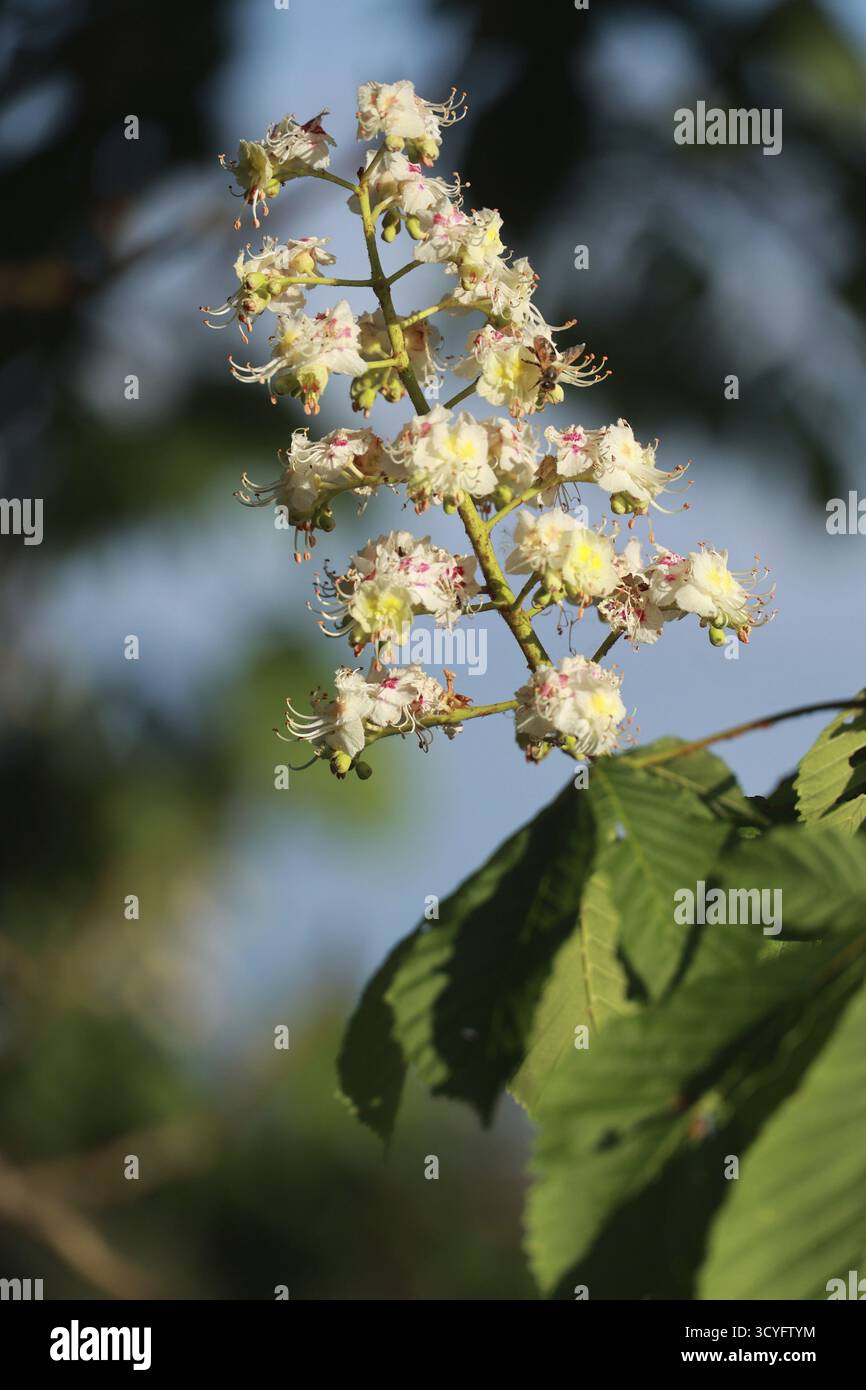 Un fiore bianco con petali rosa e gialli sta fiorendo su un albero. Il fiore è circondato da foglie e rami verdi. L'immagine ha un sereno e pe Foto Stock