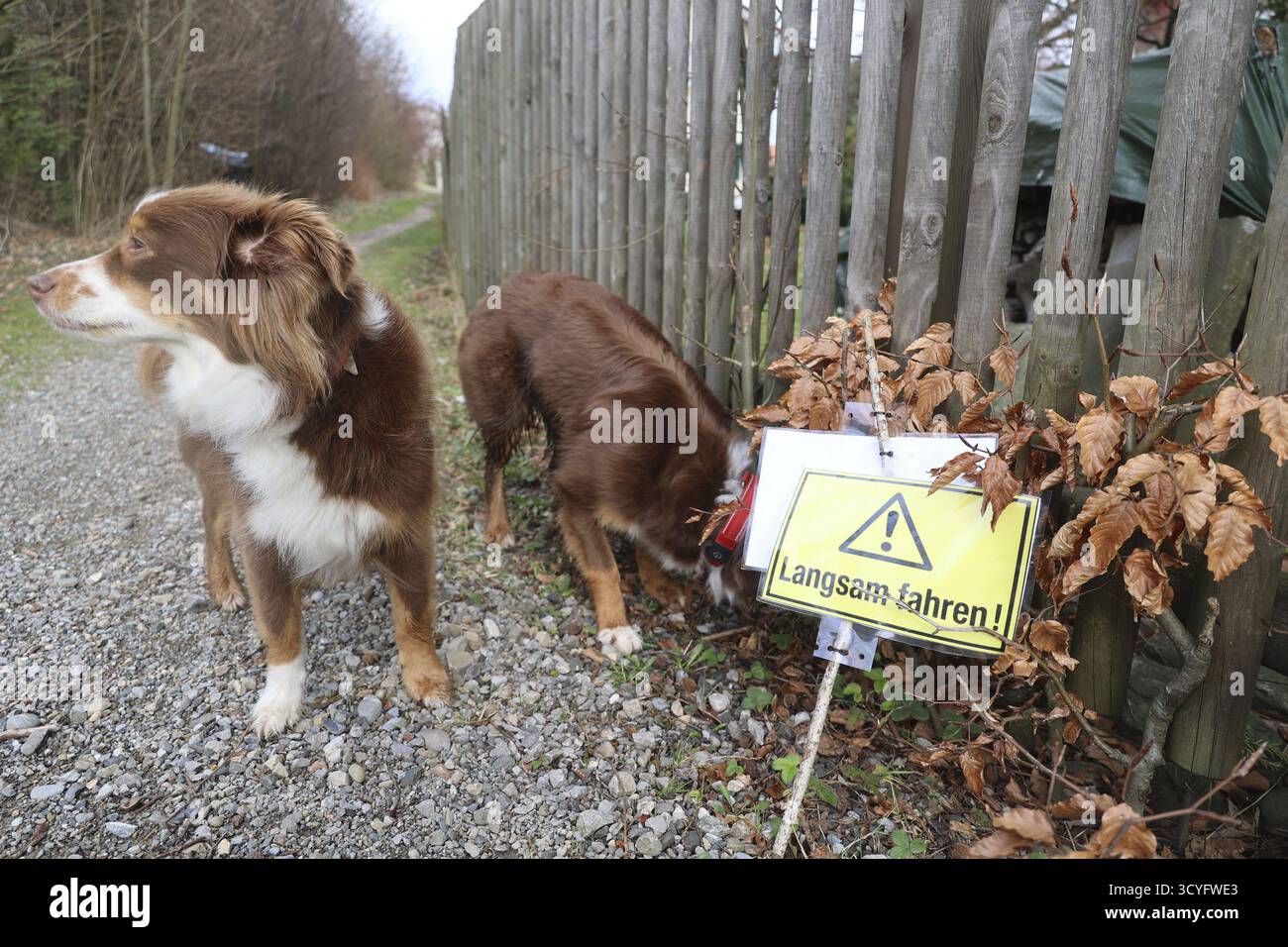Due cani che annusare un cartello che dice Langsam fahren. Il cartello è giallo e ha un bordo nero Foto Stock