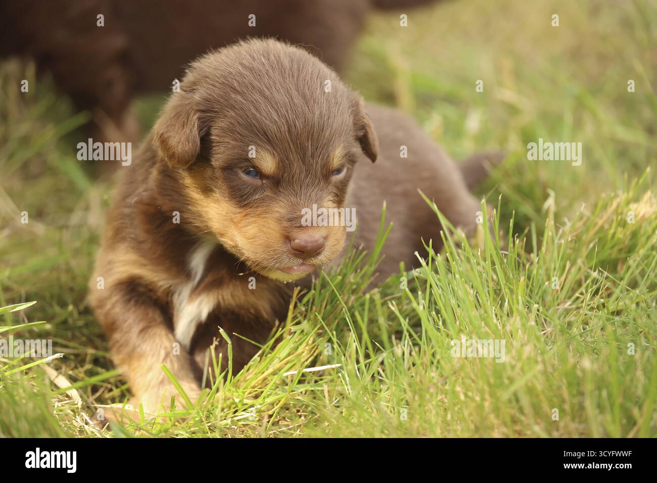 Un cucciolo marrone e bianco è steso nell'erba. Il cucciolo guarda la fotocamera con un'espressione vuota, Kempten, Germania Foto Stock