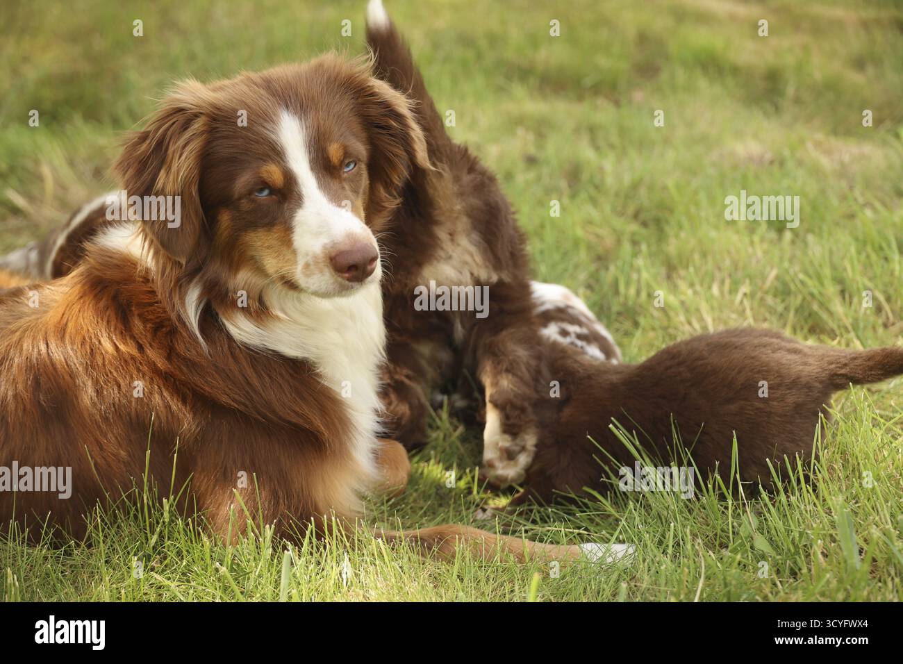 Un cane marrone e bianco giace sull'erba accanto a due cuccioli. Il cane sembra essere una madre, e i cuccioli sono la sua prole. La scena è tranquilla Foto Stock