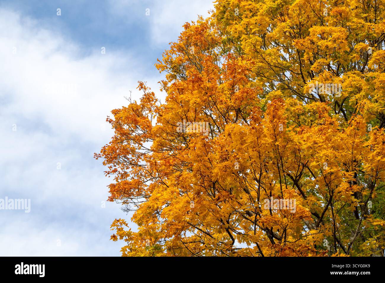 In autunno, il fogliame di un alto baldacchino d'acero con bellissime foglie gialle e arancioni contro un cielo blu a ottobre Foto Stock