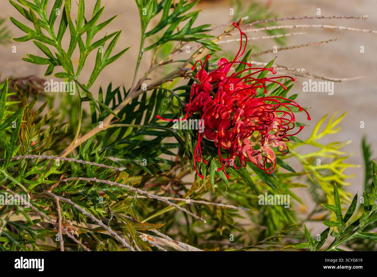 Fiore rosso intenso di Protea tra foglie verdi in un ambiente naturale all'aperto Foto Stock
