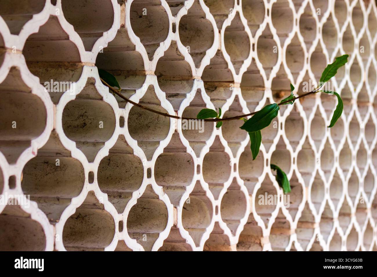 Le viti si arrampicano attraverso la recinzione di lattice bianco contro la parete di mattoni invecchiati alla luce del sole Foto Stock