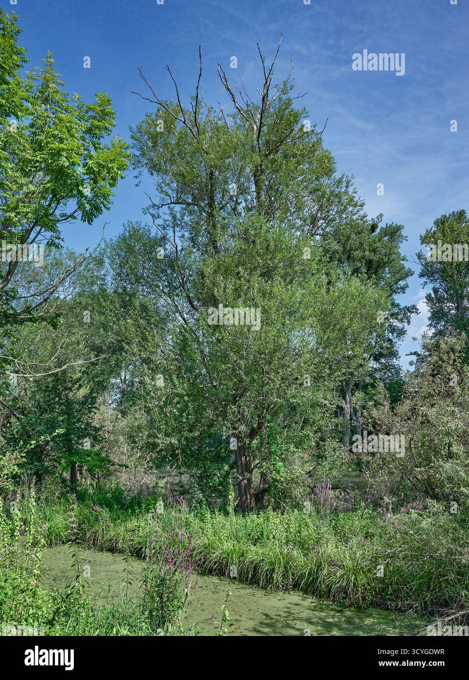 Biotopo umido nella riserva naturale di Urdenbacher Kaempe presso il fiume Reno Floodplain, Duesseldorf, Germania Foto Stock