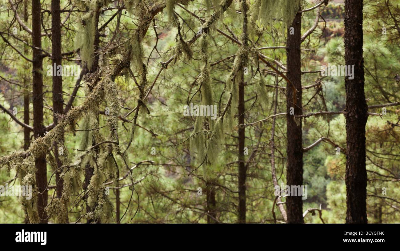 Licheni di albero sui tronchi in Gran Canaria centrale, considerati indicatori della purezza dell'aria Foto Stock