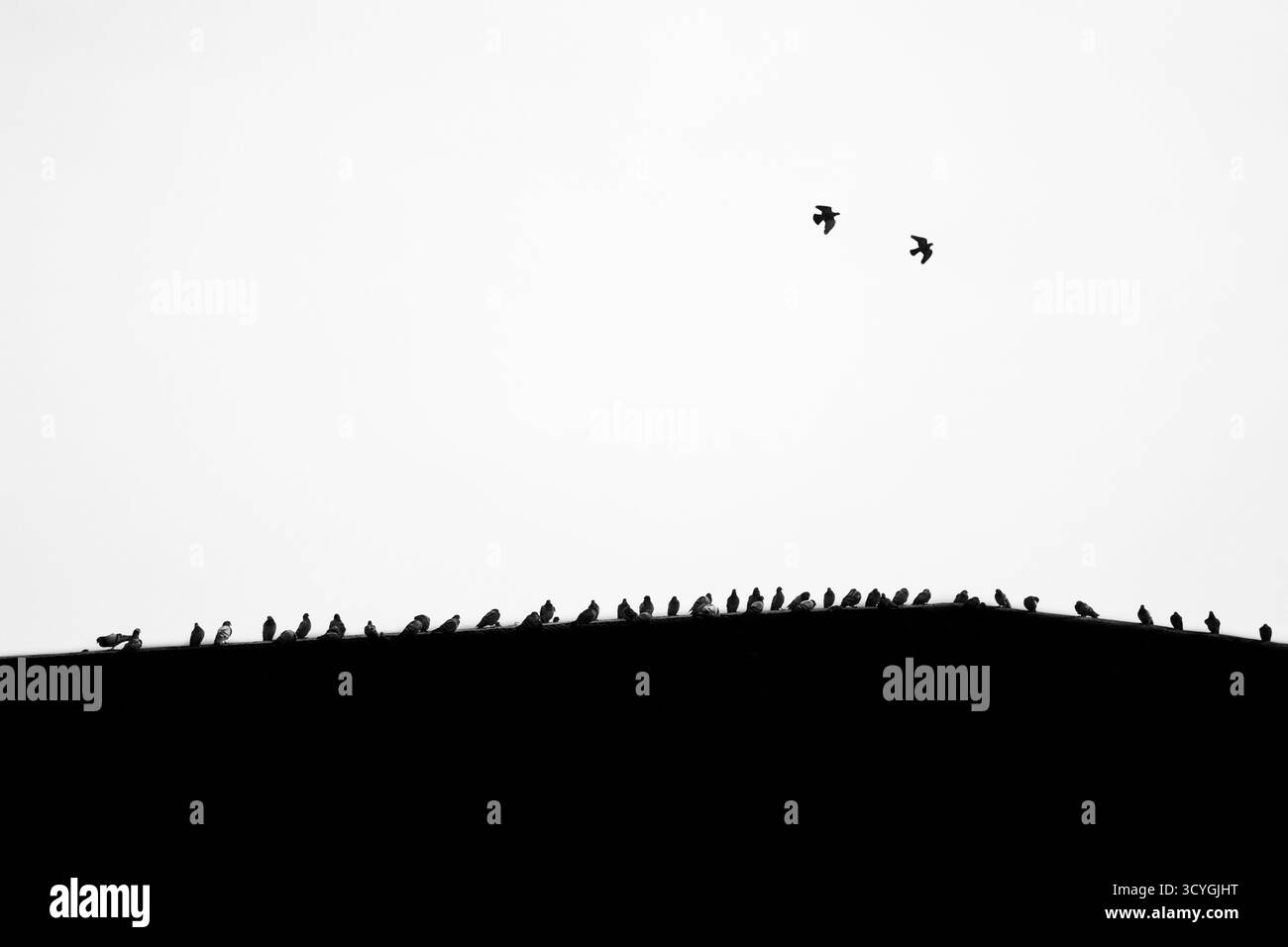 Stile minimalista per la fotografia degli uccelli monocromatica Foto Stock