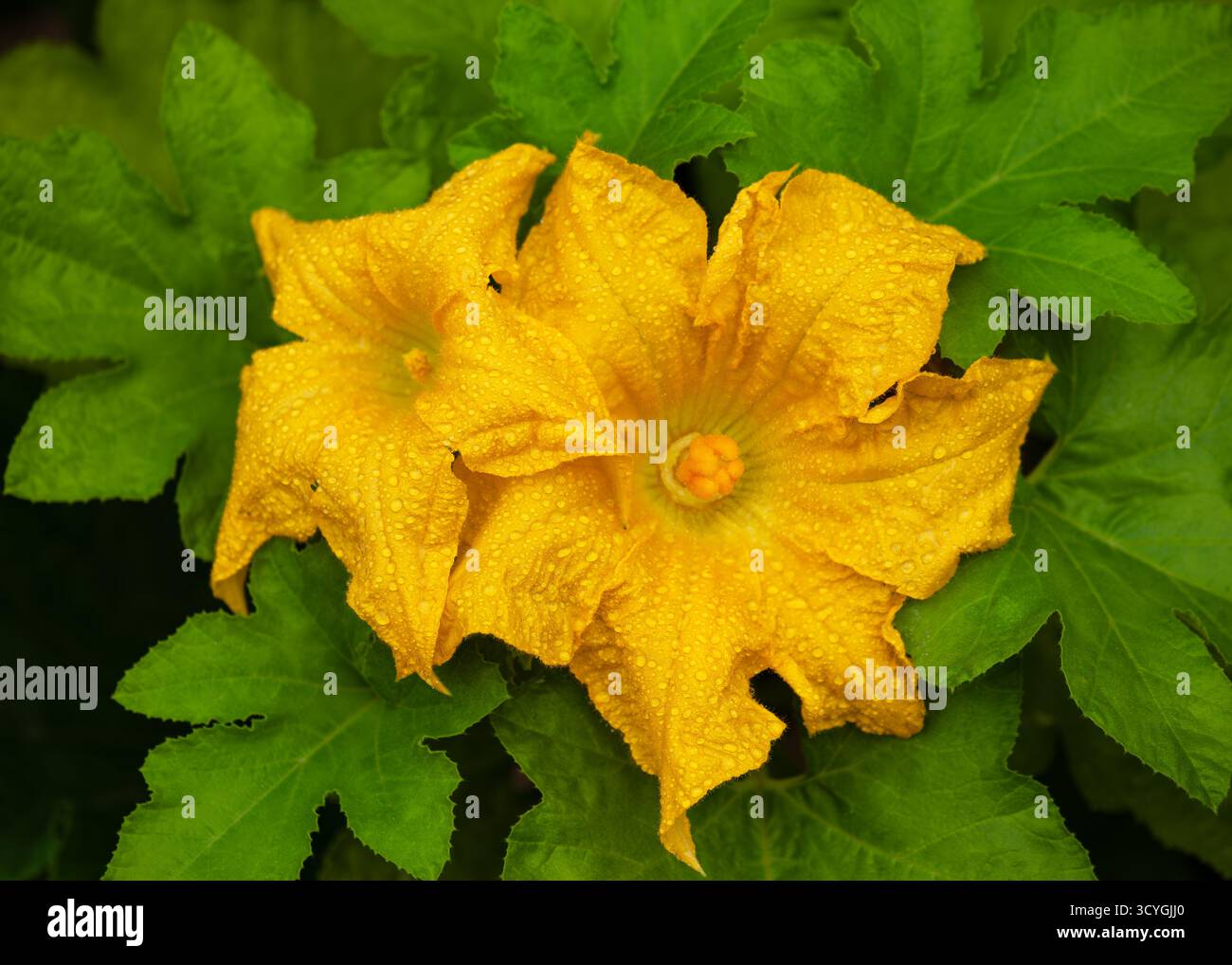 I fiori maschili e femminili della pianta di zucca (Cucurbita pepo) brillano di umidità, mostrando i dettagli fini della loro struttura Foto Stock