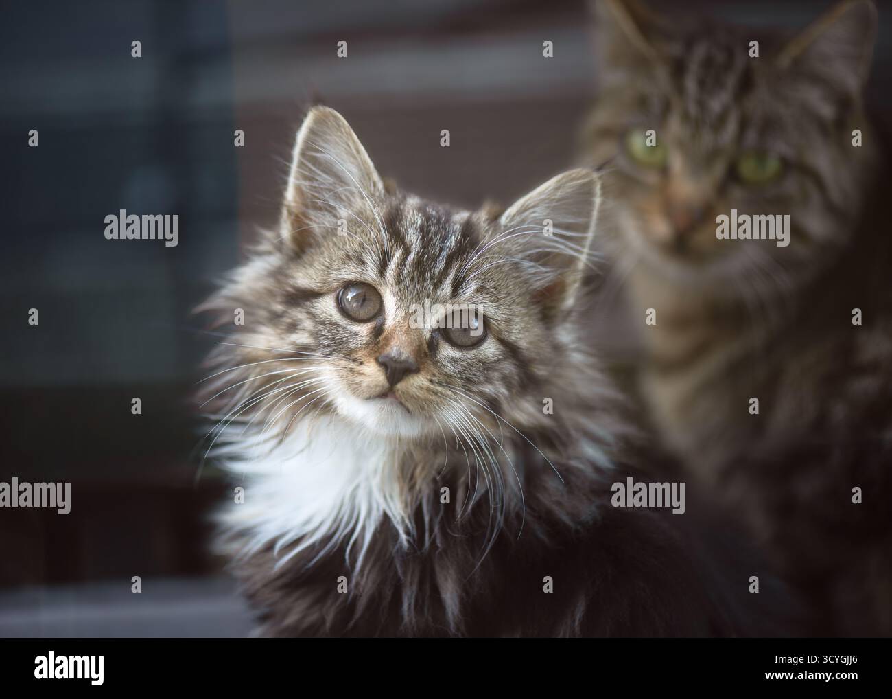 Gattino adorabile e dolce con pelliccia lunga e petto bianco, seduto con calma e guardando con innocente curiosità e la sua gatta madre Foto Stock