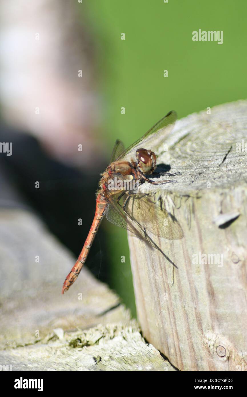 Common Darter Dragon Fly (Sympetrum striolatum) su un Gate Post durante l'autunno 2025 Chard Somerset Inghilterra regno unito Foto Stock
