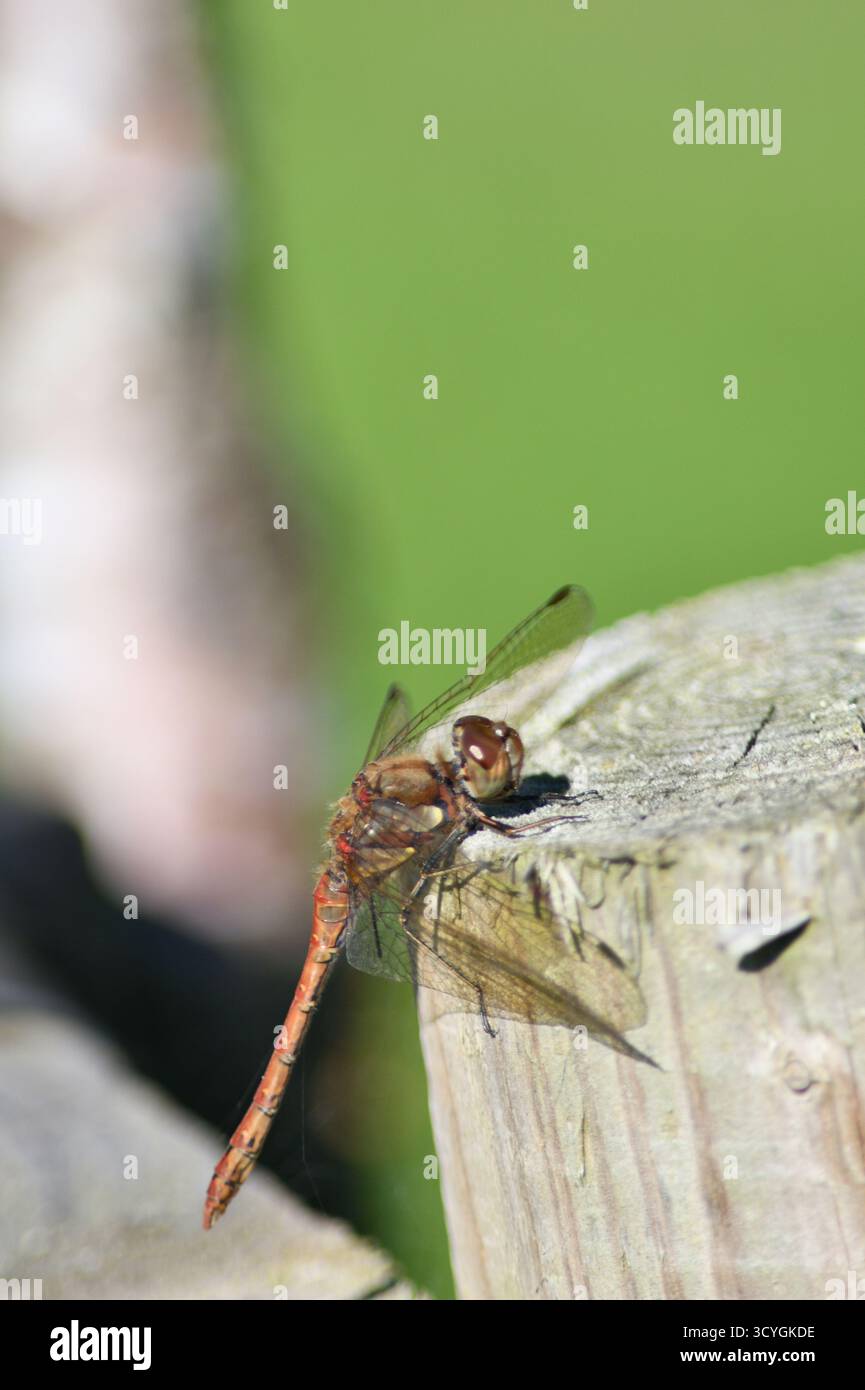Common Darter Dragon Fly (Sympetrum striolatum) su un Gate Post durante l'autunno 2025 Chard Somerset Inghilterra regno unito Foto Stock