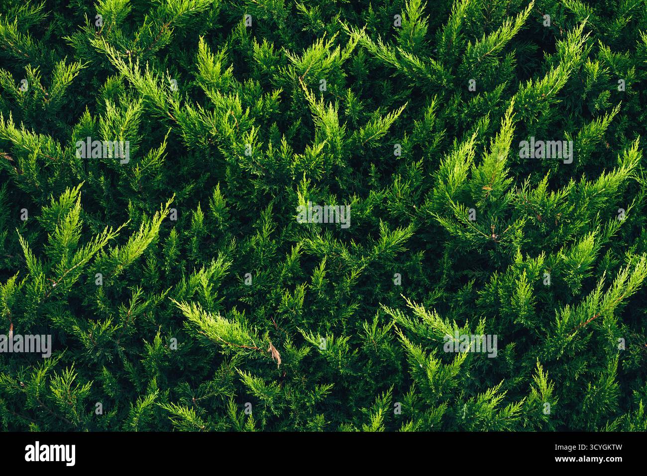 Vegetazione verde densa di ginepro alla luce del sole, sfondo verde sempreverde naturale per design e concetti ambientali. Messa a fuoco selettiva. Foto Stock