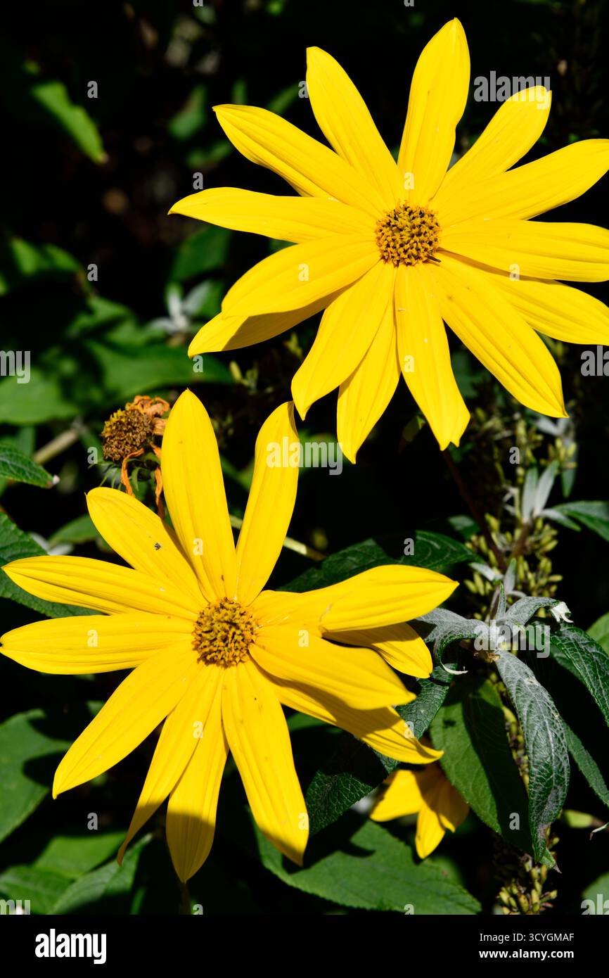 Giallo Girasoli (Helianthus) nel sole autunnale settembre 2025 Foto Stock