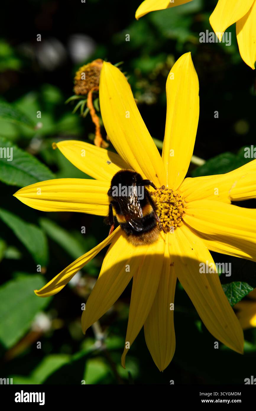 Giallo Girasole (Helianthus) nel sole autunnale settembre 2025 Foto Stock