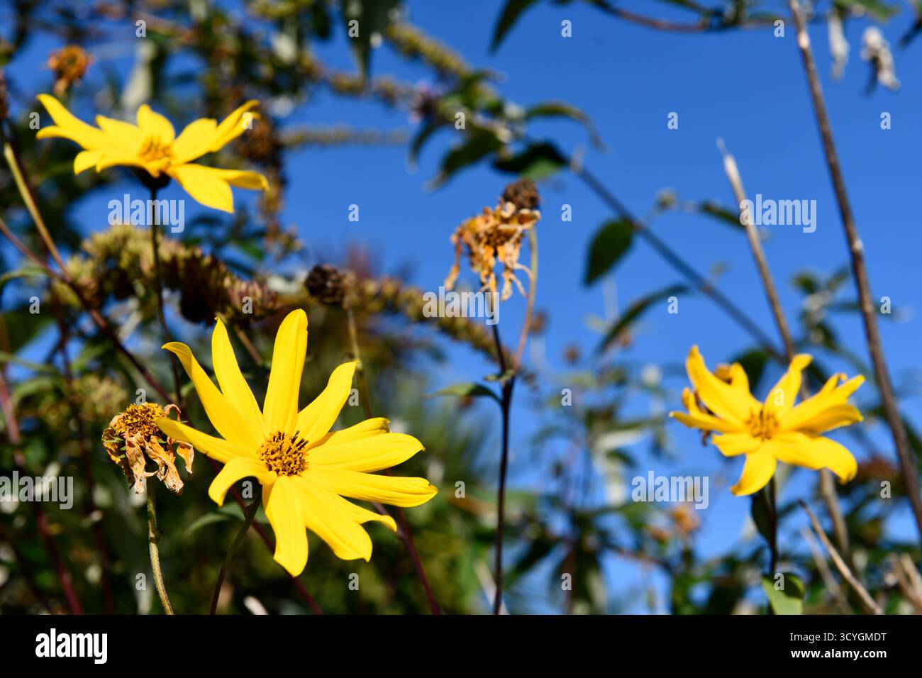 Giallo Girasoli (Helianthus) nel sole autunnale settembre 2025 Foto Stock