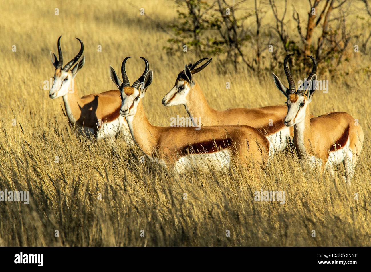 Un piccolo gruppo di quattro springboks, in piedi in buona erba fino alla loro striscia "Go Faster". Foto Stock