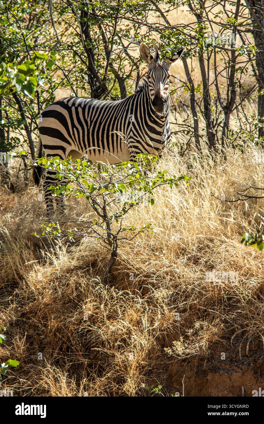 Hartmann's Mountain Zebra si erge da solo nel bosco di Mopane vicino al parco nazionale di Etosha. Foto Stock