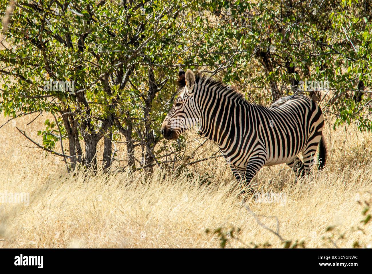 Hartmann's Mountain Zebra si erge da solo nel bosco di Mopane vicino al parco nazionale di Etosha. Foto Stock