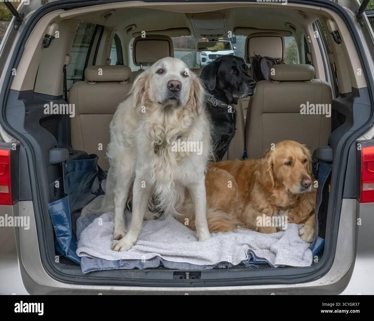 Golden Retrievers e Labrador che escono in macchina. Foto Stock