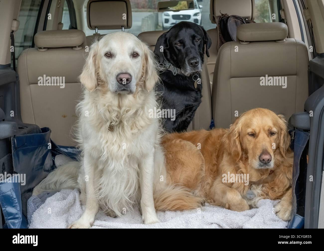 Golden Retrievers e Labrador che escono in macchina. Foto Stock