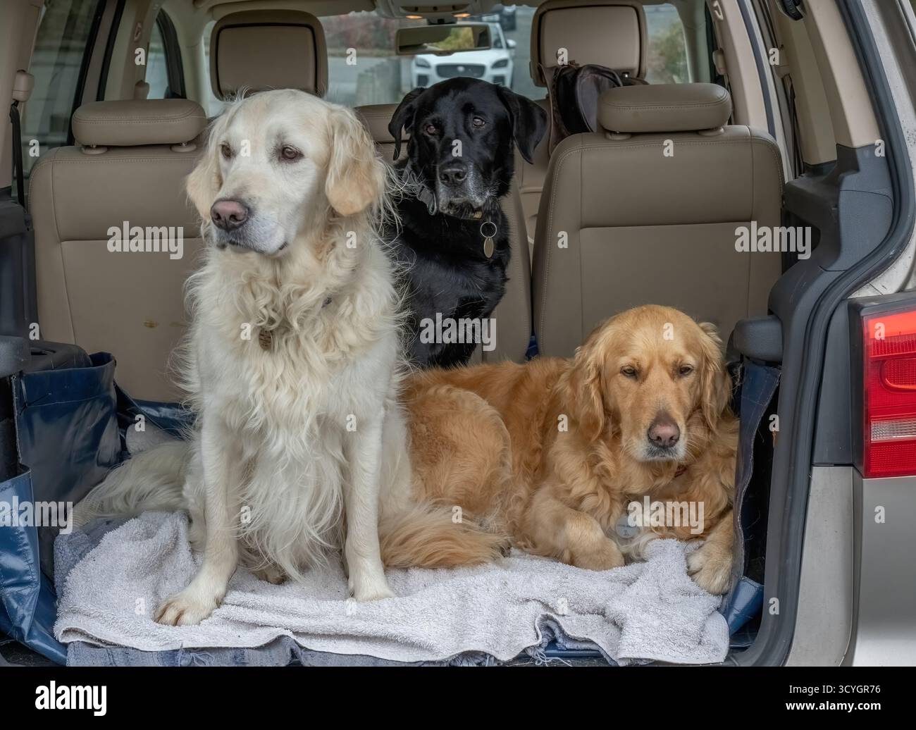 Golden Retrievers e Labrador che escono in macchina. Foto Stock