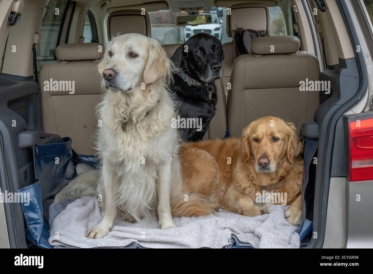 Golden Retrievers e Labrador che escono in macchina. Foto Stock
