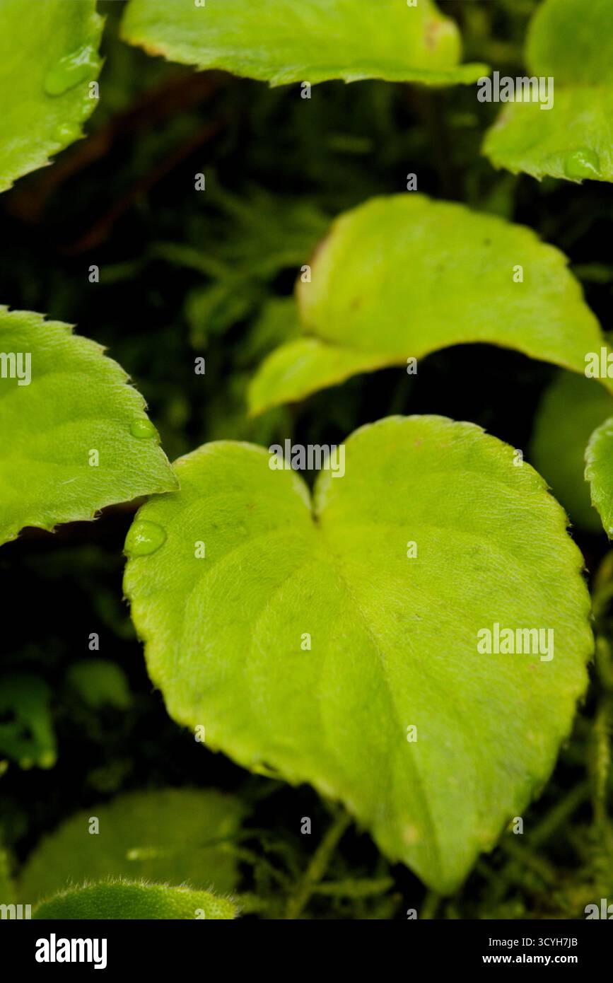 Foglie vellutate a forma di cuore di Saintpaulia ionantha subsp. Grotei, che mostra la consistenza morbida e il delicato tono verde tipico delle violette africane di Tan Foto Stock